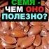 Льняные семена чем они полезны как правильно употреблять и почему их стоит есть каждый день