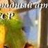 Ещё не вечер Муслим Магомаев