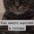 грусть Sadness Cat грустныйкот цитаты музыка душа друзья рекомендации
