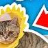 Extreme CAT Hide And Seek Challenge
