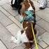 Vanilla Meets A 7 Month Old Boy Puppy Puppy Cavalier Cavalierkingcharlesspaniel