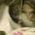 The Cat Is Washing Dishes Кот моет посуду