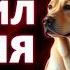 Я ПОШЛА СПАТЬ С СОБАКОЙ И ВСЕ ПОШЛО НЕ ТАК КАК Я ПЛАНИРОВАЛА