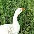 Goose гуси и кот жизнь в деревне деревенские будни сад огород забавные смешные животные природа