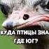 Откуда птицы знают куда лететь и где юг