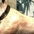 SKYRIM MOD Big Cats In The World Of Rudra