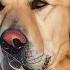 Natural Elegance A Hyperrealistic Portrait Of A Golden Retriever