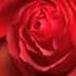 D0 A0 D0 B0 D1 81 D1 86 D0 B2 D0 B5 D1 82 D0 B0 D1 8e D1 89 D0 B0 D1 8f D0 Ba D1 80 D0 B0 D1 81 D0 Be D1 82 D0 B0 Avi Flv