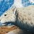 The Ghostly Origins Of The Big Cats