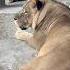 Кто МЕШАЕТ спать ЦАРЮ Недовольный лев Симба Zoo крым