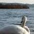 Swan Sea Birds Fish Meditation Soothing Relaxation Nature