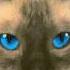 Cacophany By Blink 182 From Cheshire Cat Remastered