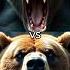 Wild Animals Unleashed Epic Predator Encounters In The Wild