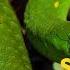 Supercool Snakes Snake City