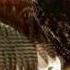Krik Pticy Wmv