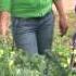 Organic Gardening At Noyo Food Forest Learning Garden With Chef Soria 1 2