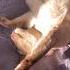 Man Wants Armpit Tan Burmese Catvideos Cat