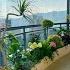 How Beautiful Is The Balcony Garden Under The Sunset Love Life And Love To Cultivate Flowers Flow