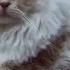 Legous Lion Cat Aslan Yeleli Kedi Lego