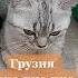 Вы знали Как подзывают кошек в разных странах