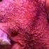 Octopuses 101 Nat Geo Wild