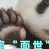 回看 熊猫宝宝 面世 迪拜世博会特别直播