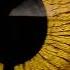 Enigma Remix 2025 Eternal Bond Souls Of The Sacred Beasts The Memory Of Light A Myth Beyond Time