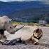 Rhino Lethal Strike Lion Falls Victim