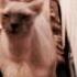 Кот нападает на человека Cat Attacks Man