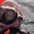 Uncovering A Hidden Forgotten Tire From Underwater A Historical Moment Hawaii Scubadiving