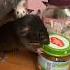 Крыса Назуми ворует пюре Rat крыса крысы Animal животные крыска Rats