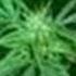 Ich Rauch Mein Ganja Chiller Version