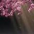 Beautiful Relaxing Music Meditation Piano Sakura Falling