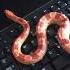 Tango The Snake