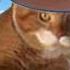 Country Guitar Cat