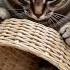 Don T Move The Trap Is Ready Catandbird Suspenseloop