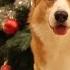 ROCKIN Xmas TREE Topi The Corgi
