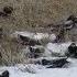 Черный жаворонок в Казахстане Black Larks In Winter Kazahstan