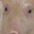 Old MacDonald Pigs Song Shorts Oldmacdonaldhadafarm Pigs Shorts Farmer Farming Kidsvideo