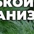 Польза полыни горькой для организма ToNature Info