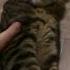 БадаБУМ кот смех смешныекоты