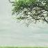 The Lonely Tree