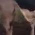 Donkey Kicks Disobedient Cow
