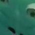 REQUESTED All Preview 2 Sunny Bunnies Deepfakes V2 In G Major 200