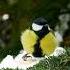 Wonderful Winter To The Music Of Sergey Grischuk Short