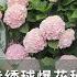海媽園藝課堂60 4步繡球爆花秘訣 一年開花超30朵 Secrets Of Hydrangea Macrophylla Bloom