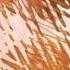 Hilary Hahn And Hauschka Halo Of Honey