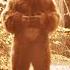 BIGFOOT S GROWL SHOCKS HUNTER The Proof Is Out There Shorts