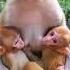MONYET Lucu Gendong Anaknya