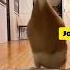 Жила была утка Утиные истории Дональд Дак утка приколы животные Animals Animalshorts